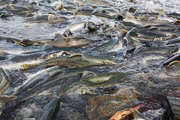 Spawning salmon