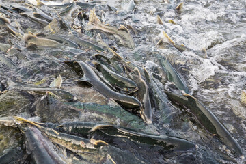 Spawning salmon