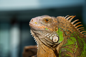 lizard, animal, green lizard with blur background