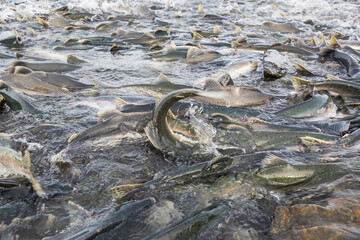 Spawning salmon