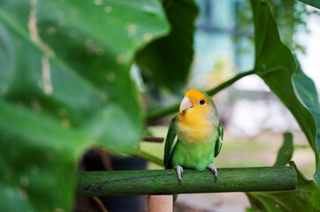 Lovebird, closeup parrot with blur background