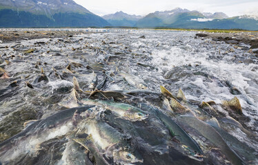 Spawning salmon