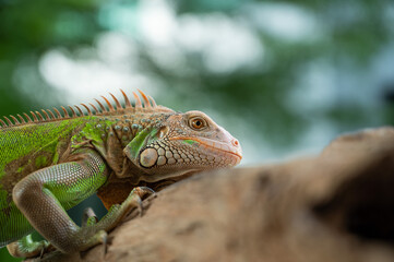 lizard, animal, green lizard with blur background