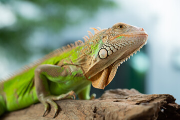 lizard, animal, green lizard with blur background