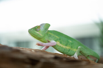lizard, chameleon with blur background