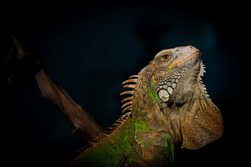 lizard, animal, green lizard with black background