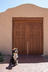 Obraz premium Portuguese Water Dog at wearing a sombrero and sunglasses infront of a wooden door in New Mexico