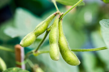 Mung bean pod on nature background.