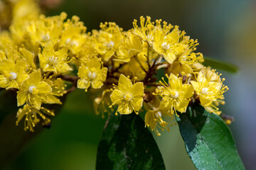 Schoutenia glomerata or Yellow star flowers on nature background.