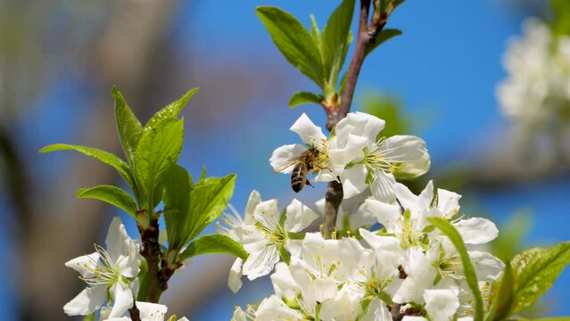 Honey bee on apple blossom in spring on blue sky background. Collecting nectar from flower in springtime. Orchard concept. Bees produce honey from sugary secretions of plants, floral nectar