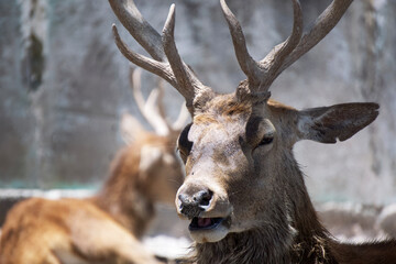 Obraz premium Is that deer speaking?