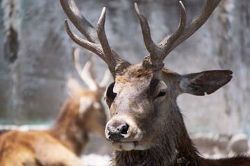 Naklejka na ściany i meble Deer show their characteristic antlers, typical of male specimens