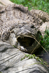 A Nile crocodile rests on the ground with its giant mouth open