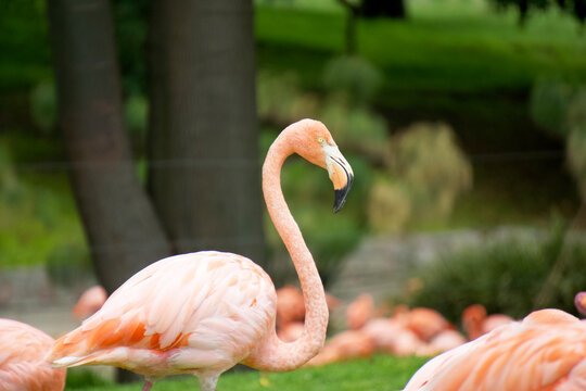 A flamingo of characteristic pink and white colors