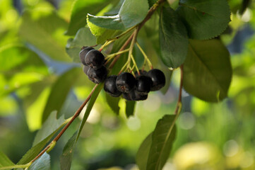 aronia black berries