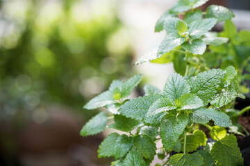 Spearmint branch green leaves on nature background.