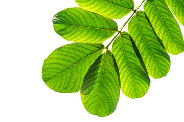 Acapula  green leaves isolated on white background.top view.