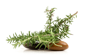 Rosemary branch green leaves isolated on white background.