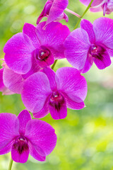 Fototapeta na wymiar Pink orchid on green nature background, Blooming orchids on a green background.