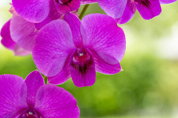 Naklejka na ściany i meble Pink orchid on green nature background, Blooming orchids on a green background.
