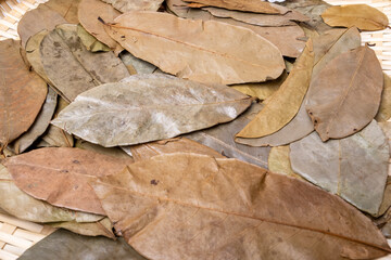 One of the medicinal types Graviola Leaves
