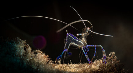 Pedersen Cleaner Shrimp (Periclimenes pedersoni,) on the Charlie's Shoals dive site, off the Dutch Caribbean island of Sint Maarten