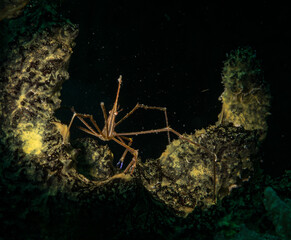 Yellowline Arrowcrab (Stenorhynchus seticornis) on the Little Bay dive site, off the Dutch Caribbean island of Sint Maarten