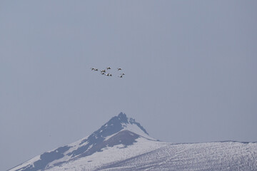 駒ケ岳上空を飛ぶ白鳥