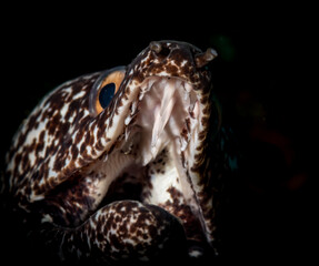 Spotted moray (Gymnothorax moringa) on the Charlie's Shoals dive site, off the Dutch Caribbean island of Sint Maarten