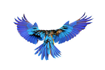 Colorful feathers on the back of macaw parrot. Blue and gold macaw parrot