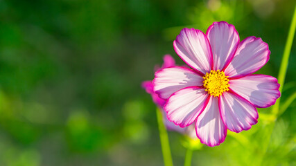 코스모스, 가을, 한송이, Cosmos, autumn