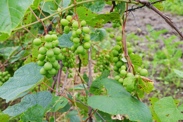 Bunches of green unripe grapes ripening on the plantation