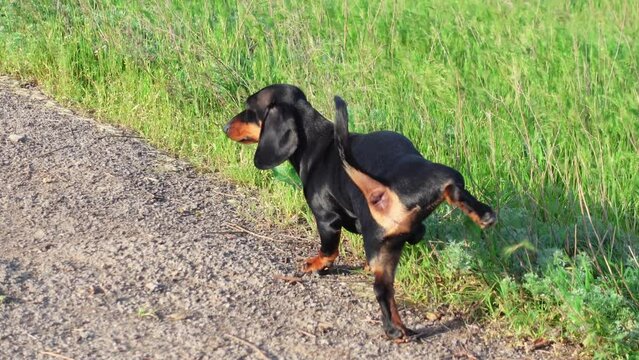 Adorable dachshund puppy pisses on the grass for a long time, lifting his paw, view from the back. Dog did not go outside to the toilet for a long time, so now he cannot stop.