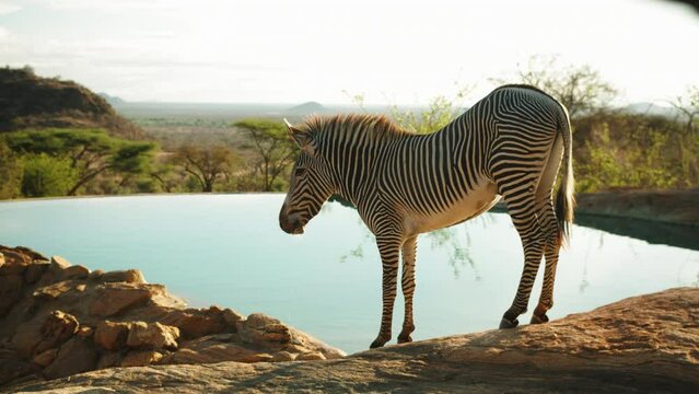 Striped Patterned Zebra Drinking Water At Lake In Forest - Nairobi, Kenya