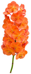 Orange orchid isolated for decorative