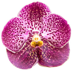 Purple orchid isolated for decorative