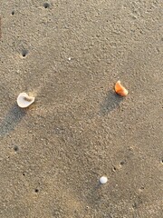 Shells are on the beach.