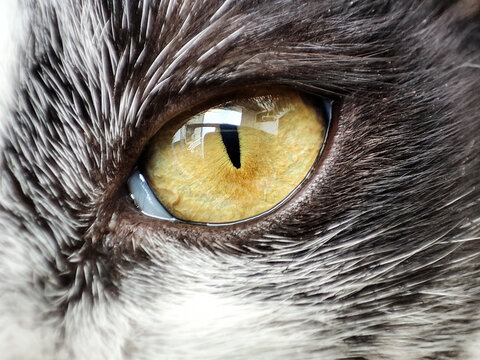 close up of a cat eye