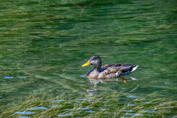 Mottled duck (Anas fulvigula) on the water.