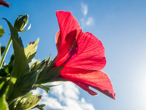 真夏の太陽の光に透けた赤い綺麗なハイビスカスの花