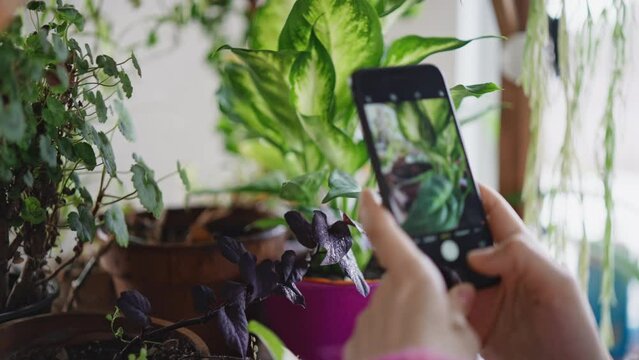 person photographs flower in pot for social media or online shopping small business entrepreneur taking photo potted plant holding smartphone