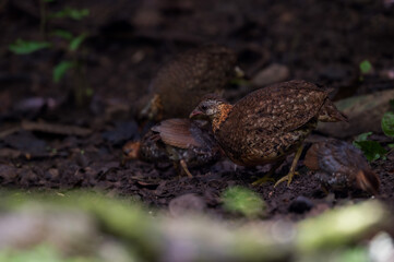 Green-legged partridge Eyebrows, cheeks and neck were white, with small black dots scattered all over the white background. The sides of the head and neck below are brownish orange.