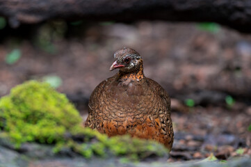 Green-legged partridge Eyebrows, cheeks and neck were white, with small black dots scattered all over the white background. The sides of the head and neck below are brownish orange.