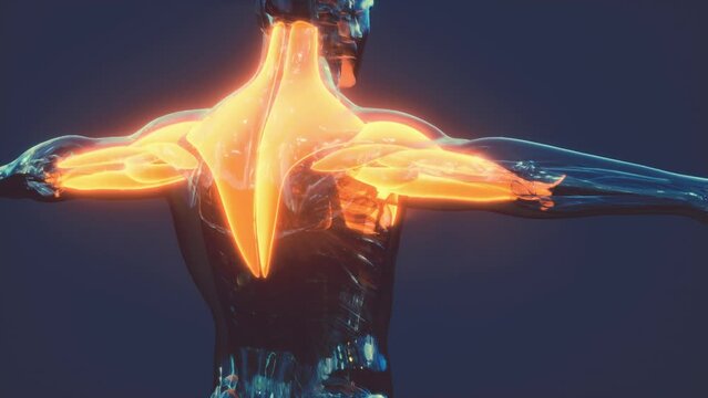 Digital scan of human muscular system