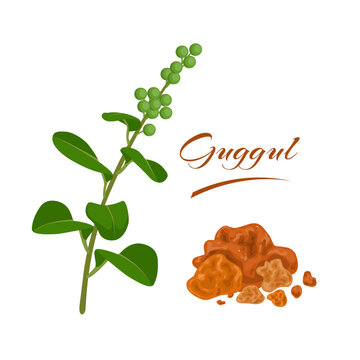 Vector illustration, Commiphora wightii or Indian bdellium, with dried resin named as guggul, isolated on a white background.