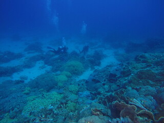 Scuba diving at Chichi jima Bonin island, Ogasawara.