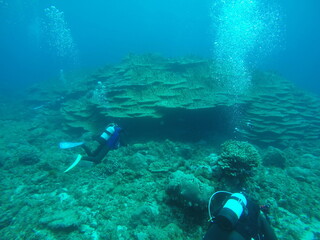 Naklejka na ściany i meble Scuba diving at Chichi jima Bonin island, Ogasawara.