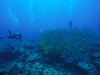 Scuba diving at Chichi jima Bonin island, Ogasawara.