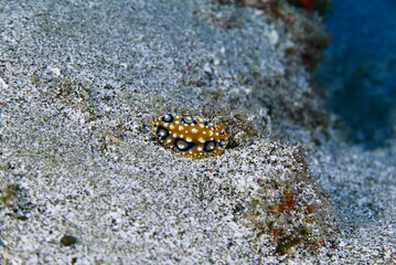 Scuba diving at Chichi jima Bonin island, Ogasawara.