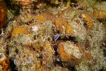 Fototapeta na wymiar Scuba diving at Chichi jima Bonin island, Ogasawara.